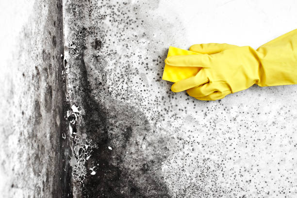 Best Forensic Mold Investigation  in Broadway, NC